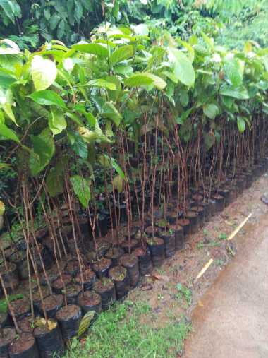 Bibit Tanaman Kayu Ulin / Iron wood / Kayu Besi -Tanaman Endemik Kalimantan