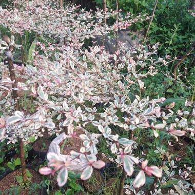 Pohon Ketapang kencana varigata tinggi 1 meter