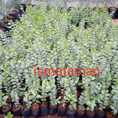 bibit pohon bidara