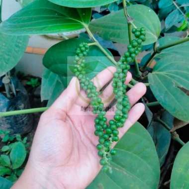 Bibit Tanaman Lada India - Sambung - Kualitas Unggulan