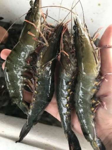 Udang Pancet Windu Besar Segar Berkualitas - 500 Gram SIZE 35