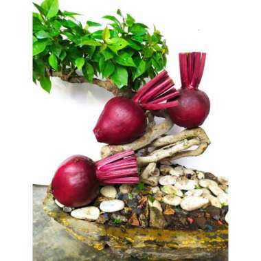 Buah beet kemasan , ±600 gram