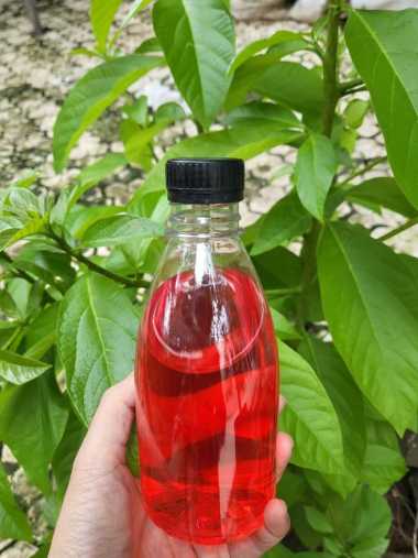 BOTOL PET CANTIK 350 ML ISI 20 | BOTOL JUS PLASTIK Tutup Merah
