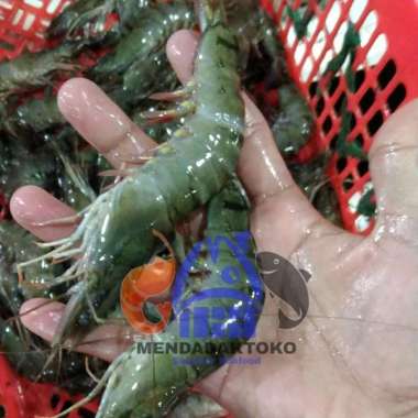 udang tiger / pancet / windu fresh uk 30-35 10kg