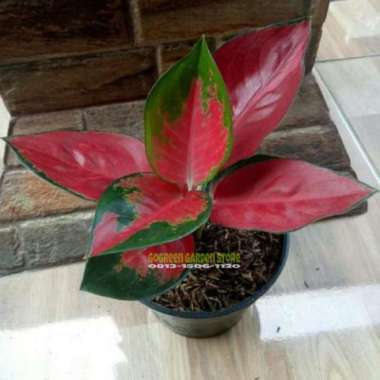 Tanaman Hias - Aglonema Suksom Culture, Pohon Aglo Suksom