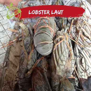 Lobster Laut Fresh Frozen 1kg