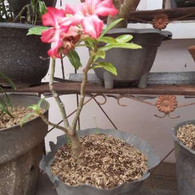 Adenium Bonsai Bunga Pink