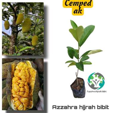 Azzahra hijrah bibit tanaman bibit cempedak madu cempedak asli okulasi