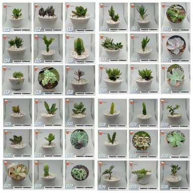 Kaktus dan sukulen murah | Tanaman hias - Dekorasi kamar | A34 Tanaman saja