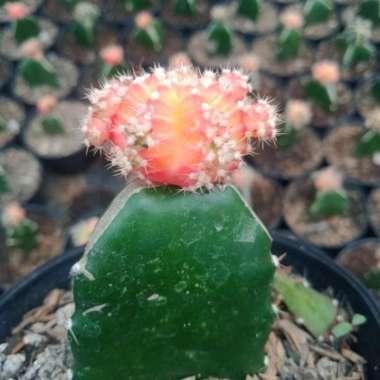 kaktus gymno tricolour