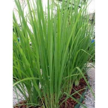 Tanaman Herbal Sereh Wangi Sereh Merah