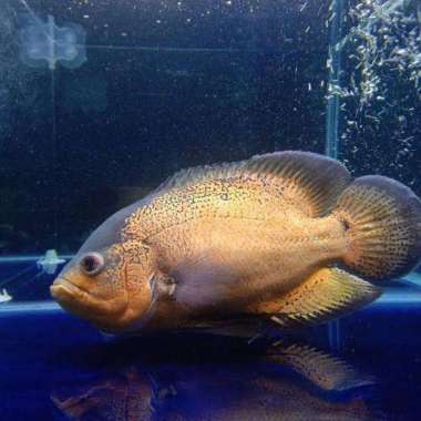 ikan oscar tembaga