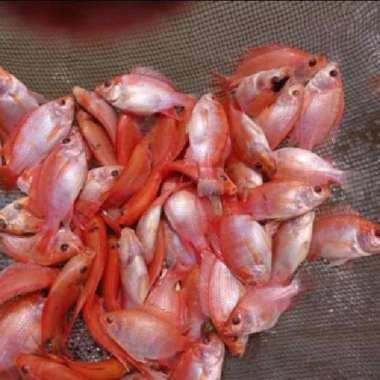 bibit ikan nila merah bangkok monosex 10-12 cm