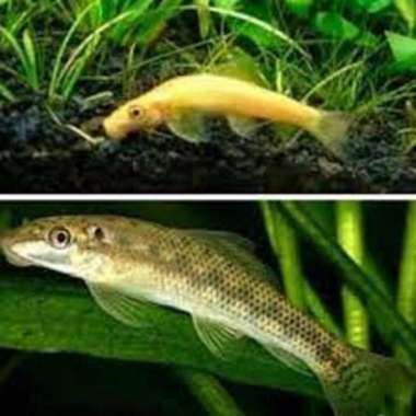 ikan pembersih pleco alga eater
