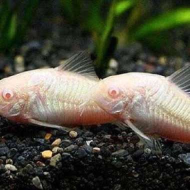 ikan hias corydoras panda dan albino albino