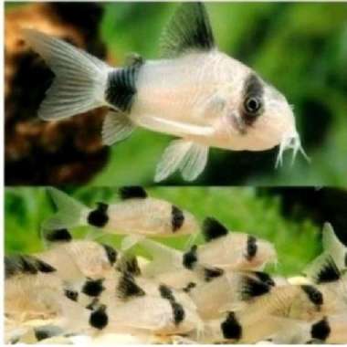 ikan hias corydoras panda dan albino panda