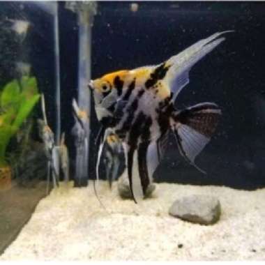 manfish tricolour M