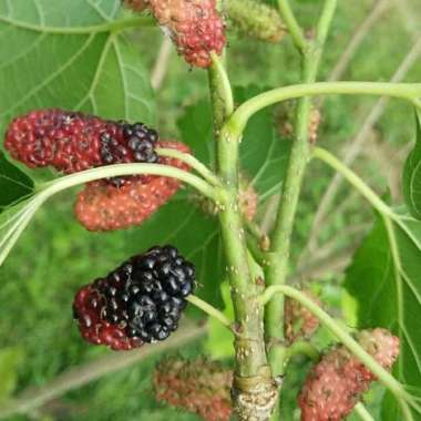 Bibit Tanaman Buah Mulberry - Buah Murbey