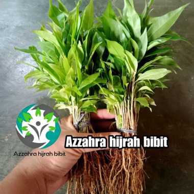 Azzahra hijrah bibit tanaman gaharu Aquilaria malaccensis 200 cabutan/gaharu cabutan,bibit gaharu