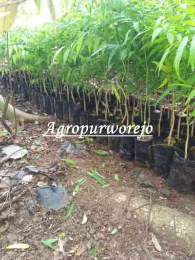 Bibit Tanaman Lerak Alternatif Deterjen/Sabun Tradisional Untuk Batik