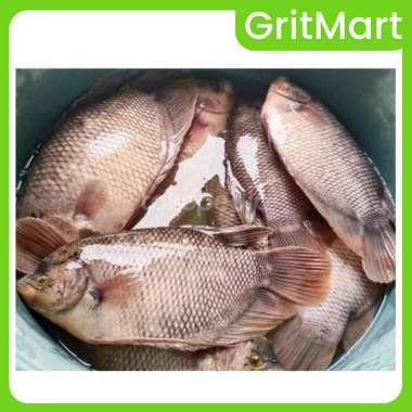 Ikan Gurame Hidup Langsung Panen 500 gr I Cocok Untuk Bakar, Asam Manis, Pesmol I Siap Masak, Daging