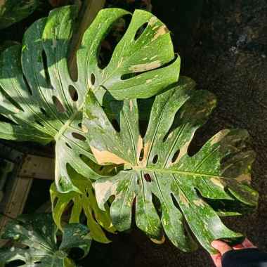 Tanaman Aroid Monthai Size Large