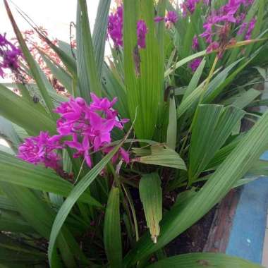 Anggrek Tanah Ungu - Spathoglottis plicata Anggrek Tanah Ungu