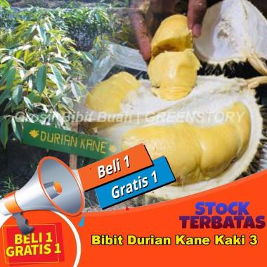 Bibit Durian Kane kaki 3 cepat berbuah | Pusat Pembibitan Durian unggul pohon duren okulasi 1 GRATIS