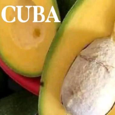 bibit buah alpukat cuba unggul berkualitas