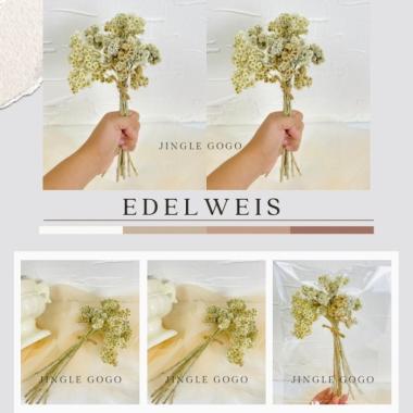 TERMURAH (10 btg) Bunga Kering Edelweis Dried Flower Bunga Abadi A541 warna Kuning 10btg