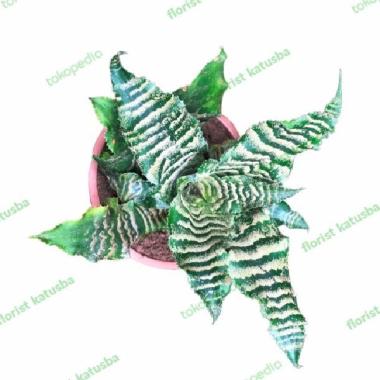 Cryptanthus Betty-Cryptanthus Zebrina