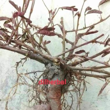 jual bahan bonsai Putri malu PP