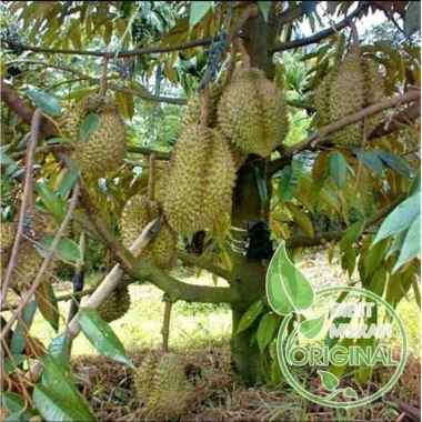 Jual Durian Bawor Terbaru - Harga Murah | Blibli.com