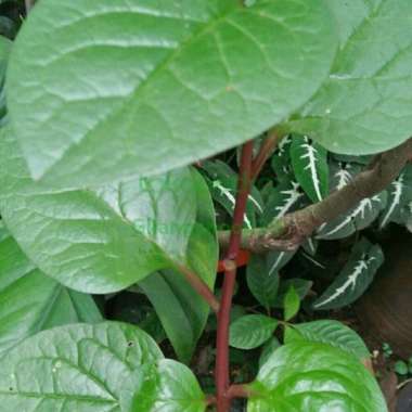 daun binahong merah segar herbal Multivariasi Multicolor