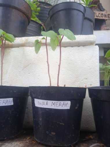 Tanaman Okra Merah F1 Berkualitas | Pohon Okra Merah F1