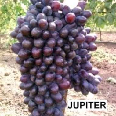 Bibit Anggur Jupiter SEEDLES, Super, import ORI, grafting cepat berbuah, manis