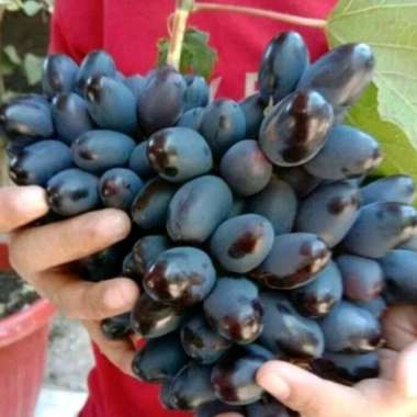 Bibit Anggur Akademik Avidzba SEEDLESS Super, import ORI, grafting cepat berbuah, manis