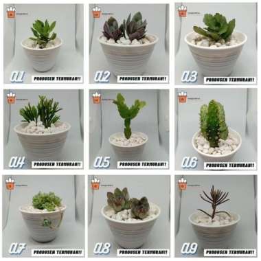 Kaktus dan sukulen murah | Tanaman hias - Dekorasi kamar | A22 Tanaman saja