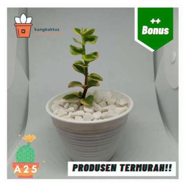 Kaktus dan sukulen murah | Tanaman hias - Dekorasi kamar | A25 Tanaman saja