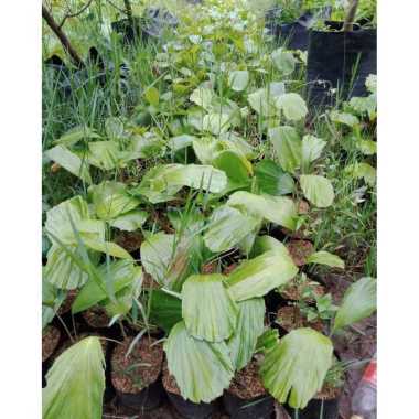 BIBIT AREN GENJAH CEPAT BERBUAH