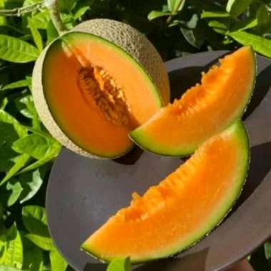100 Benih Bibit Biji Melon RED SWEET MERLIN F1, Premium Hibrida Seeds, Super Manis dan renyah