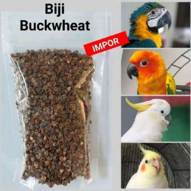 BUCKWHEAT PAKAN MAKANAN BURUNG CONURE FALK PARROT