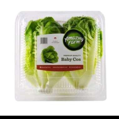 Baby Romaine Cos Hidroponik 250gr