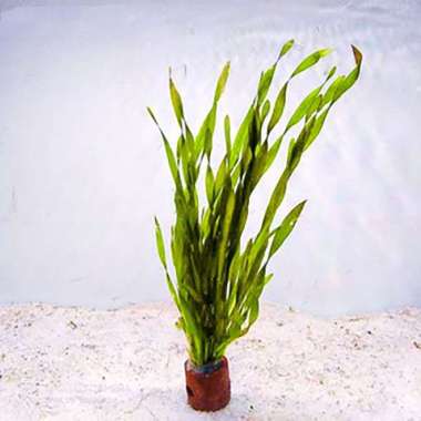 Vallisneria Spiralis Pot / Tanaman Air / Tanaman Aquascape