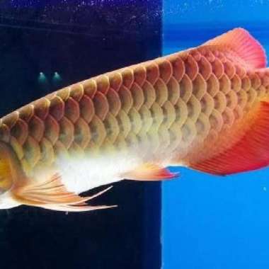 arwana golden red hiasan aquarium
