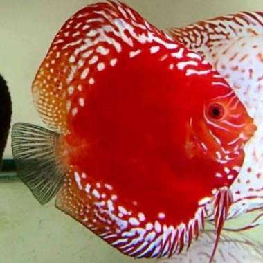 ikan discus raflesia 2 inc