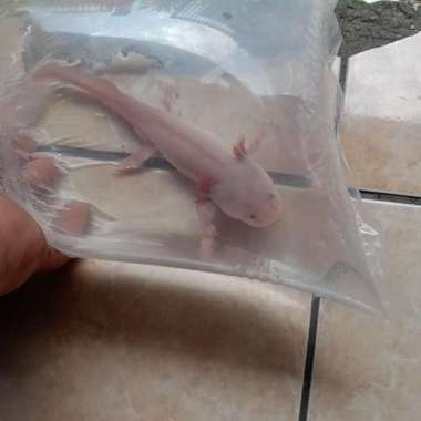 axolotl salamander albino