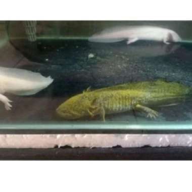 axolotl salamander marbel
