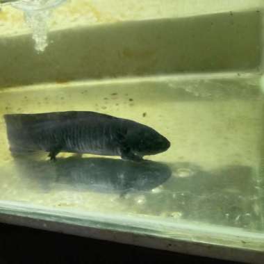 axolotl salamander melanoid