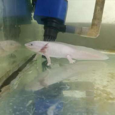 axolotl salamander lucystik